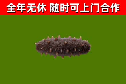 清城回收海参干